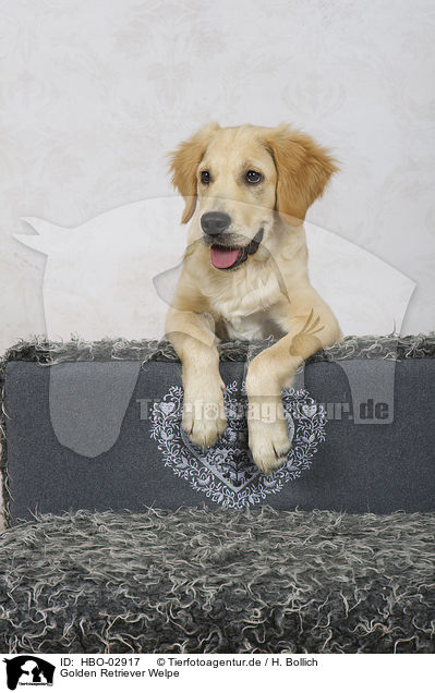 Golden Retriever Welpe / Golden Retriever Puppy / HBO-02917