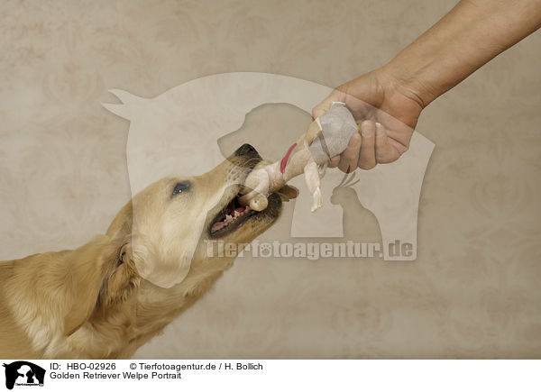 Golden Retriever Welpe Portrait / Golden Retriever Puppy portrait / HBO-02926