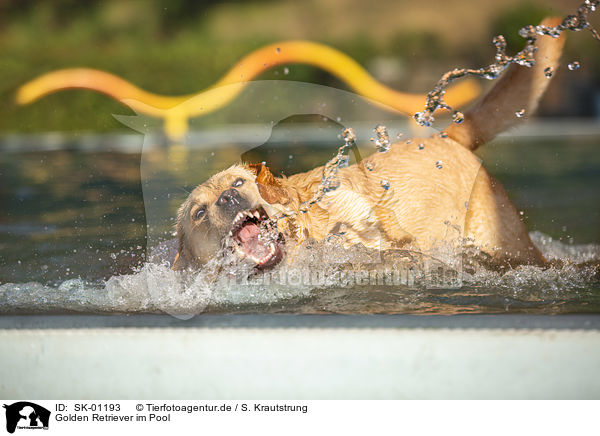 Golden Retriever im Pool / Golden Retriever in the pool / SK-01193