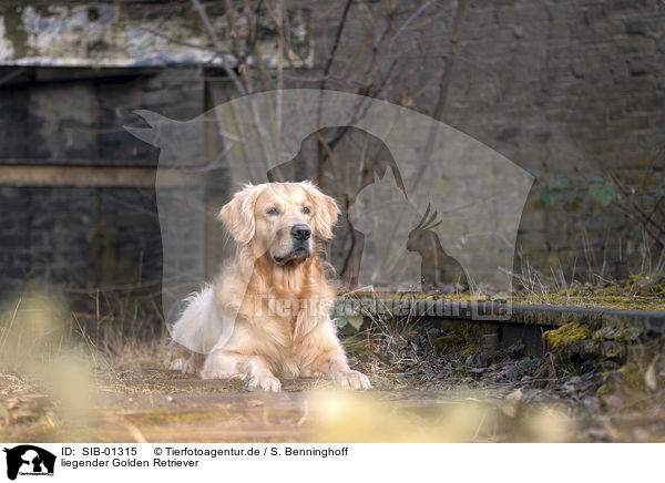 liegender Golden Retriever / lying Golden Retriever / SIB-01315