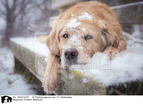 liegender Golden Retriever / DH-01070