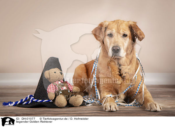 liegender Golden Retriever / lying Golden Retriever / DH-01077