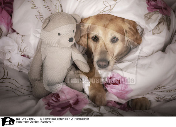 liegender Golden Retriever / DH-01080