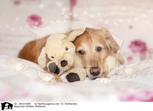 liegender Golden Retriever / DH-01090