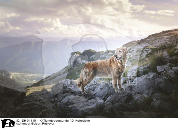 stehender Golden Retriever / standing Golden Retriever / DH-01115