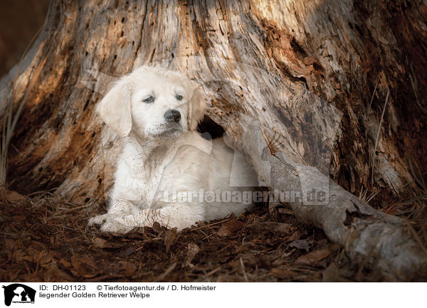 liegender Golden Retriever Welpe / lying Golden Retriever puppy / DH-01123