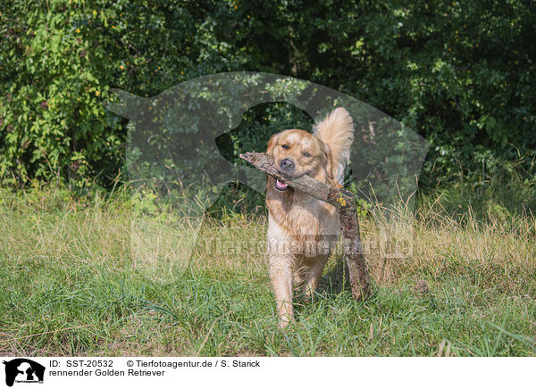 rennender Golden Retriever / running Golden Retriever / SST-20532