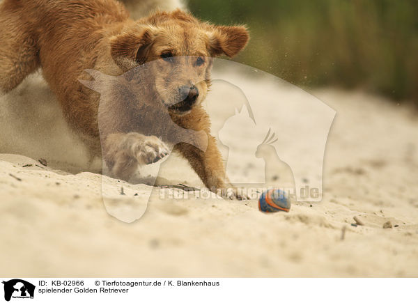 spielender Golden Retriever / playing Golden Retriever / KB-02966