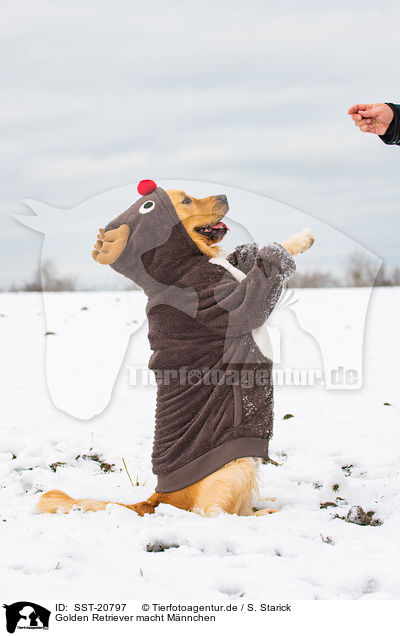 Golden Retriever macht Mnnchen / SST-20797