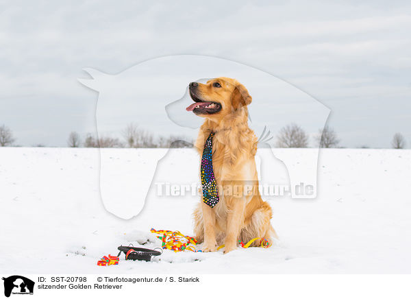 sitzender Golden Retriever / sitting Golden Retriever / SST-20798