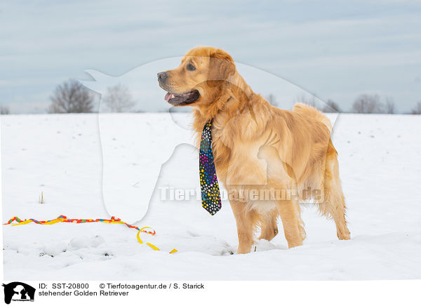 stehender Golden Retriever / standing Golden Retriever / SST-20800