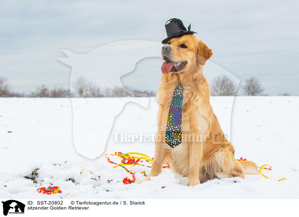 sitzender Golden Retriever / sitting Golden Retriever / SST-20802