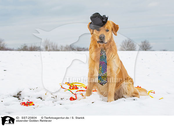 sitzender Golden Retriever / SST-20804