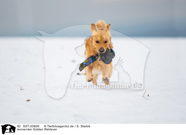 rennender Golden Retriever / SST-20806