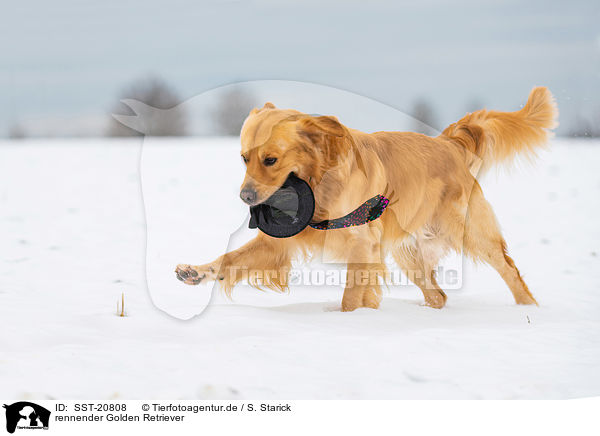 rennender Golden Retriever / running Golden Retriever / SST-20808