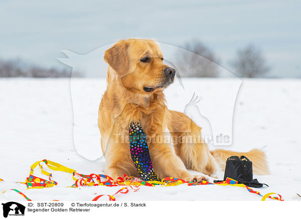liegender Golden Retriever / lying Golden Retriever / SST-20809