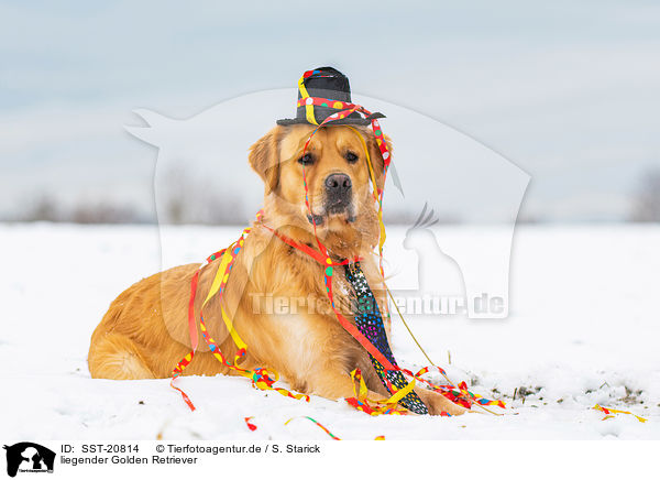 liegender Golden Retriever / SST-20814