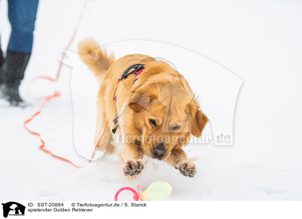 spielender Golden Retriever / playing Golden Retriever / SST-20884