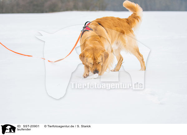 laufender / walking Golden Retriever / SST-20901