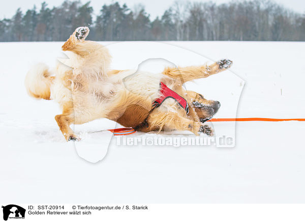 Golden Retriever w�lzt sich / rolling Golden Retriever / SST-20914