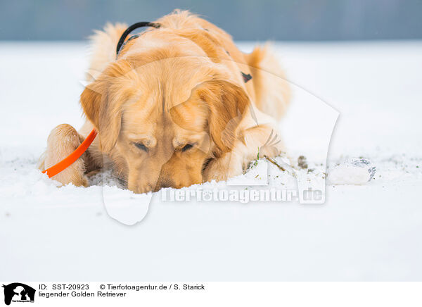 liegender Golden Retriever / lying Golden Retriever / SST-20923