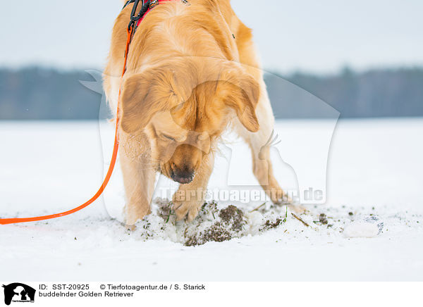 buddelnder Golden Retriever / digging Golden Retriever / SST-20925