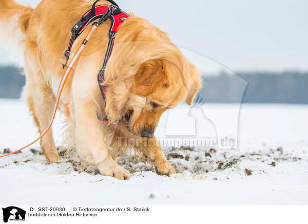 buddelnder Golden Retriever / digging Golden Retriever / SST-20930