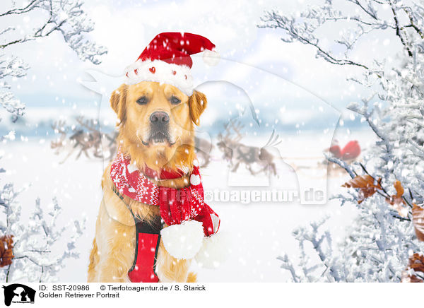 Golden Retriever Portrait / Golden Retriever Portrait / SST-20986