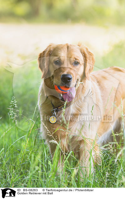 Golden Retriever mit Ball / Golden Retriever with ball / BS-08263