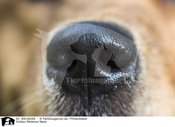 Golden Retriever Nase / Golden Retriever nose / BS-08289