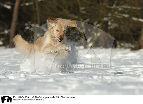 Golden Retriever im Schnee / Golden Retriever in the snow / KB-04633