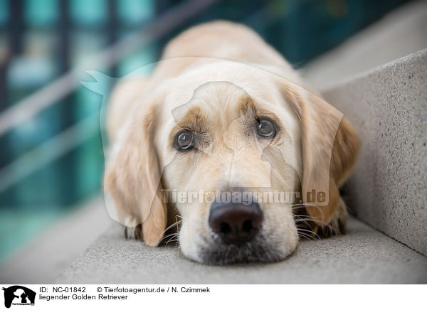 liegender Golden Retriever / lying Golden Retriever / NC-01842