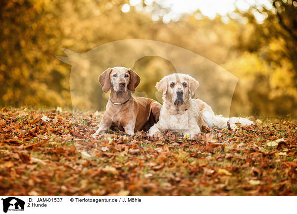2 Hunde / 2 dogs / JAM-01537