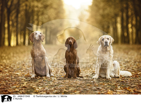 3 Hunde / 3 dogs / JAM-01548