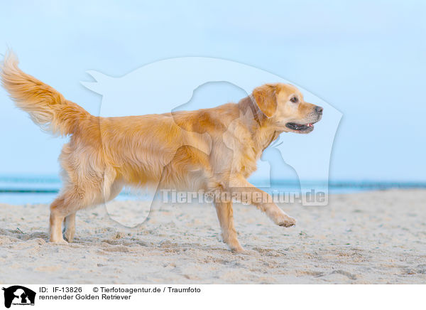 rennender Golden Retriever / running Golden Retriever / IF-13826