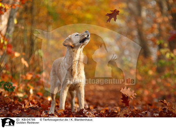 Golden Retriever / Golden Retriever / KB-04786