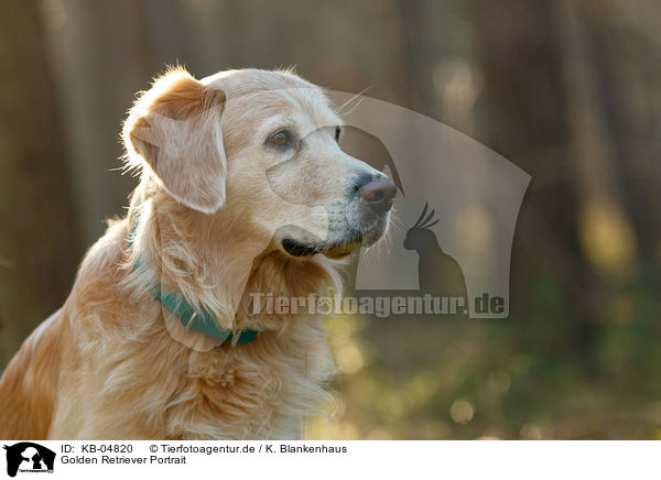 Golden Retriever Portrait / Golden Retriever Portrait / KB-04820