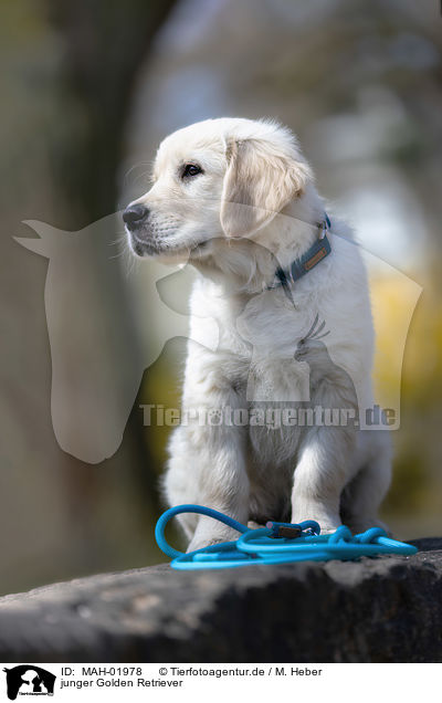 junger Golden Retriever / young Golden Retriever / MAH-01978