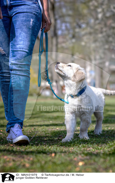 junger Golden Retriever / young Golden Retriever / MAH-01979