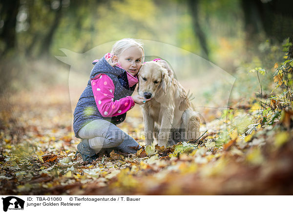 junger Golden Retriever / young Golden Retriever / TBA-01060