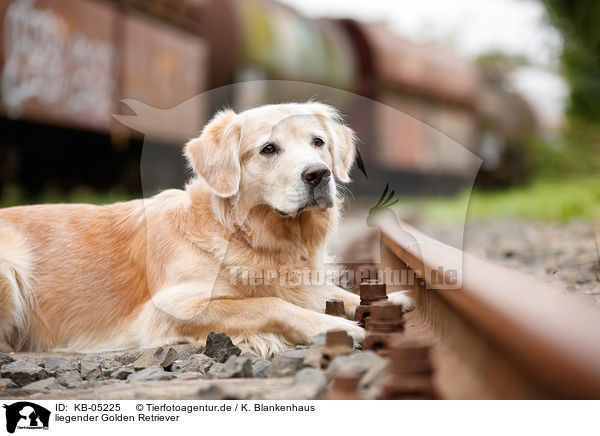 liegender Golden Retriever / lying Golden Retriever / KB-05225