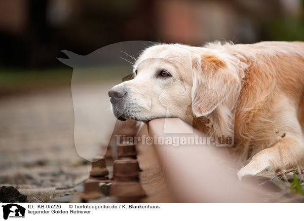 liegender Golden Retriever / lying Golden Retriever / KB-05226