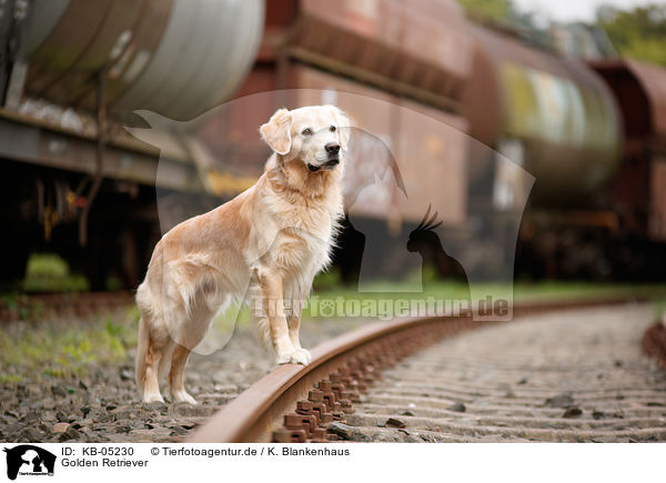 Golden Retriever / Golden Retriever / KB-05230