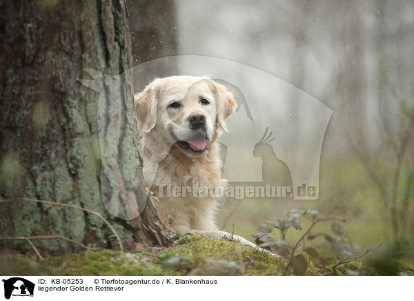 liegender Golden Retriever / lying Golden Retriever / KB-05253