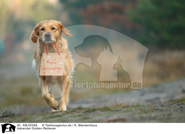 trabender Golden Retriever / KB-05368