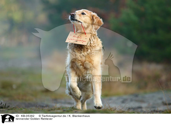 rennender Golden Retriever / running Golden Retriever / KB-05382