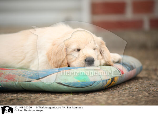 Golden Retriever Welpe / Golden Retriever Puppy / KB-05396