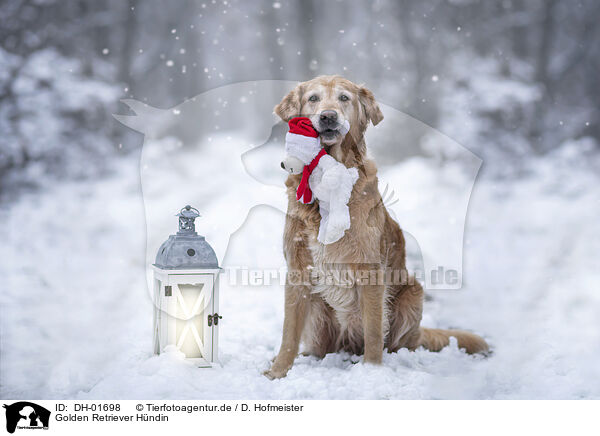 Golden Retriever Hndin / female Golden Retriever / DH-01698