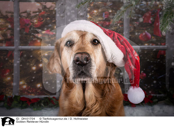 Golden Retriever Hndin / female Golden Retriever / DH-01704