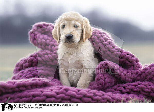 Golden Retriever Welpe / Golden Retriever Puppy / DH-01789